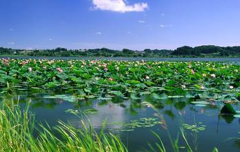 白洋淀旅游攻略——最佳旅游季节