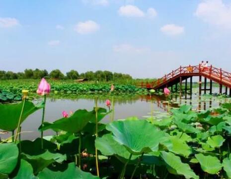 去白洋淀旅游住荷缘农家院，吹温润的风，看醉人的景