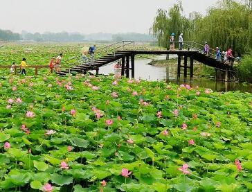 白洋淀包吃住的农家院，体验当地美食